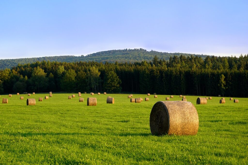 Big bales of hay in a field with woods and hills in the background.