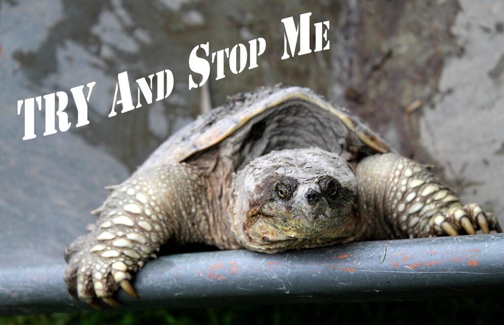 Snapping turtle saying "Try and Stop Me".