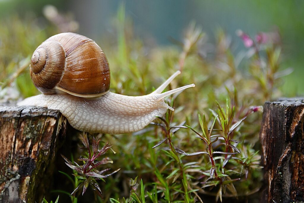 A snail balanced on the edge of a stump.
