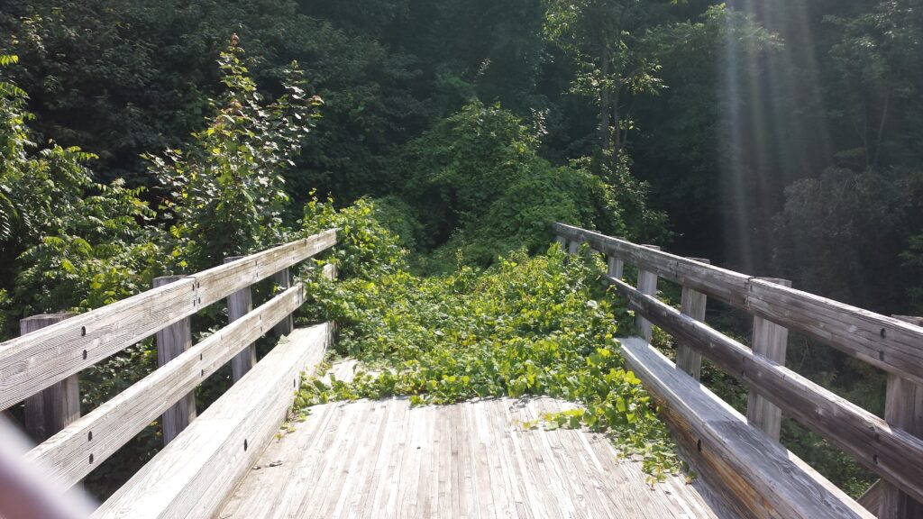 A wooden bridge leading into the woods with vines growing on the walking area.