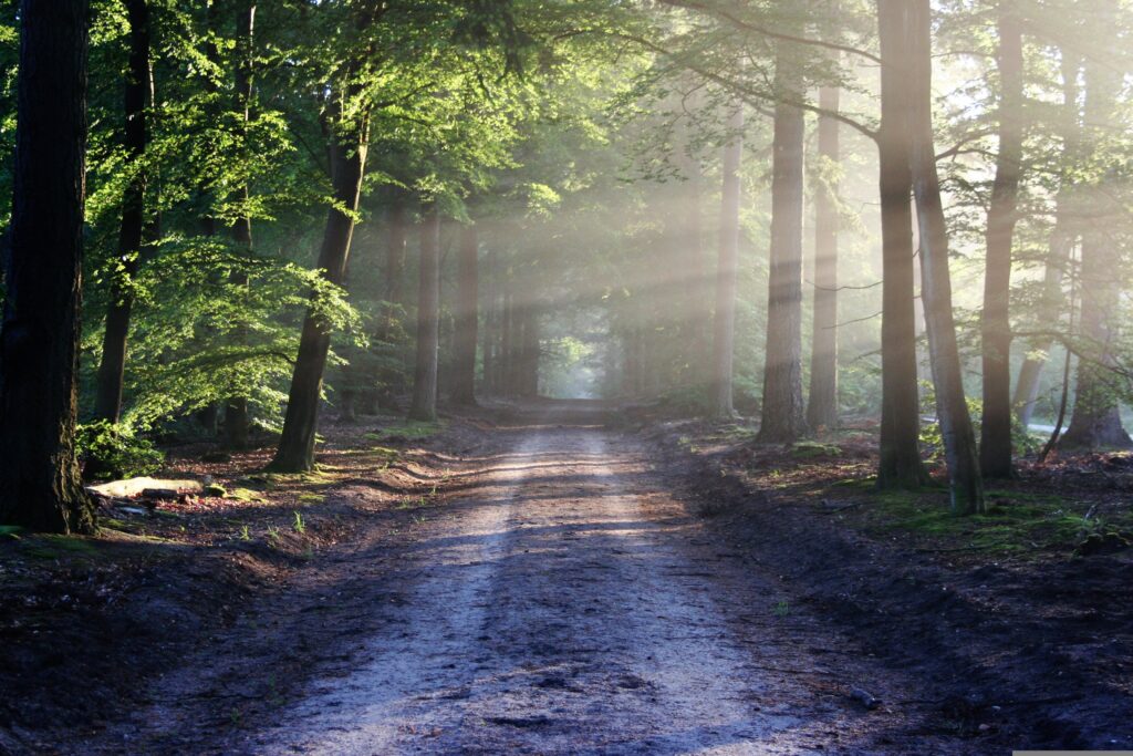 An unpaved road through a forest with beams of sunlight coming in from the right side.